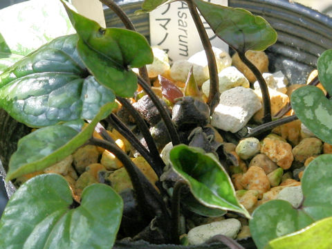 Asarum kumageanum var. satakeanum