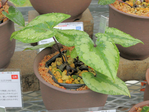 Asarum kumageanum var. satakeanum