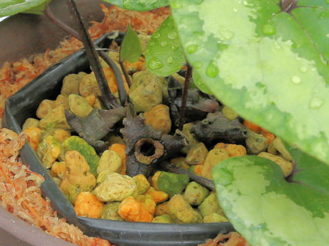 Asarum kumageanum var. satakeanum