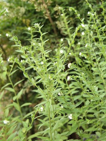 Lithospermum officinale ssp. erythrorhizon