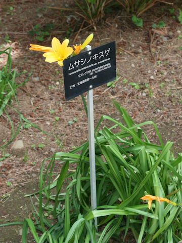 Hemerocallis dumortieri var. esculenta f. musashiensis