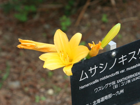 Hemerocallis dumortieri var. esculenta f. musashiensis