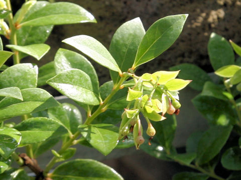 Vaccinium boninense