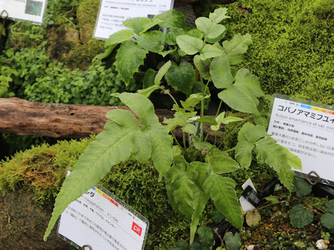 Diplazium megaphyllum