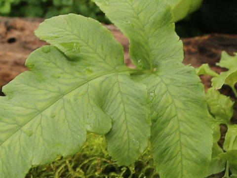 Diplazium megaphyllum