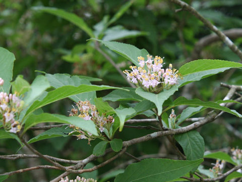 Callicarpa japonica
