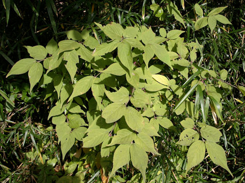 Callicarpa japonica