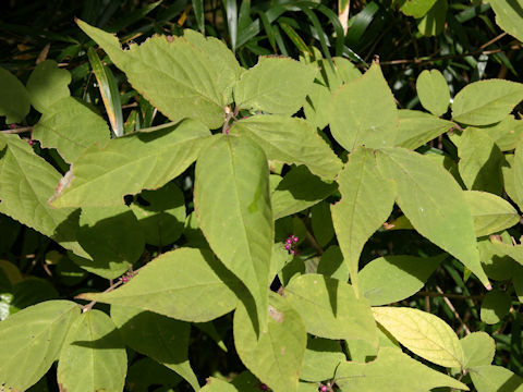 Callicarpa japonica