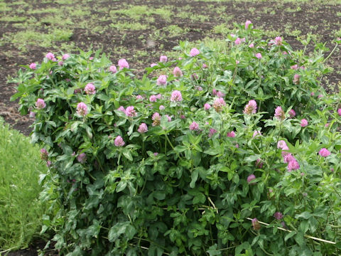 Trifolium pratense