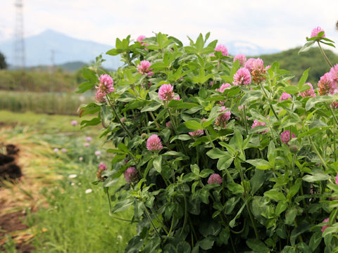 Trifolium pratense