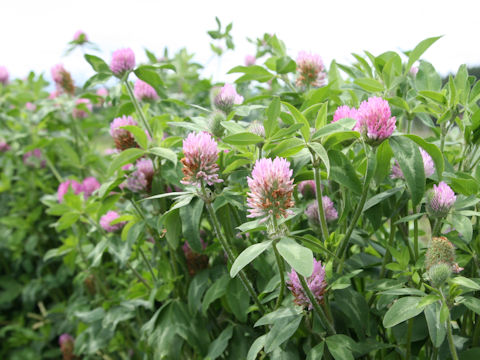 Trifolium pratense