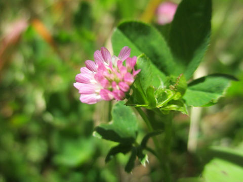 Trifolium pratense