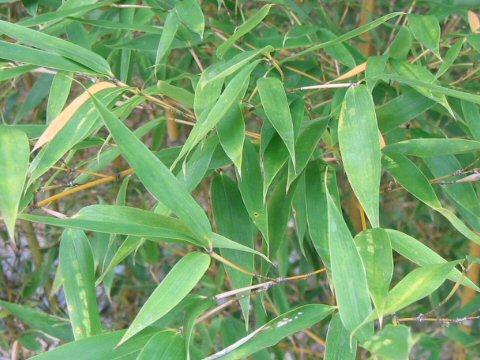 Phyllostachys bambusoides f. geniculata