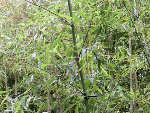 Phyllostachys bambusoides f. geniculata