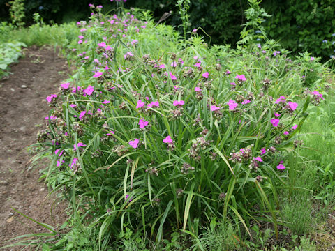 Tradescantia sp.