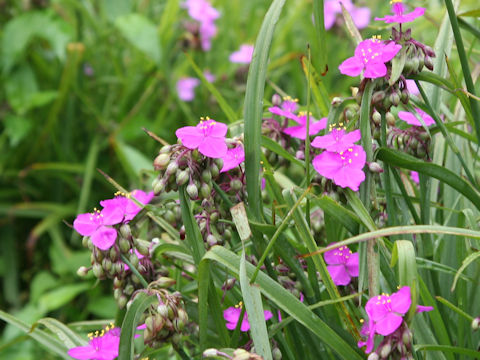 Tradescantia sp.