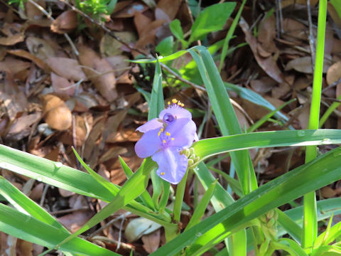 Tradescantia sp.