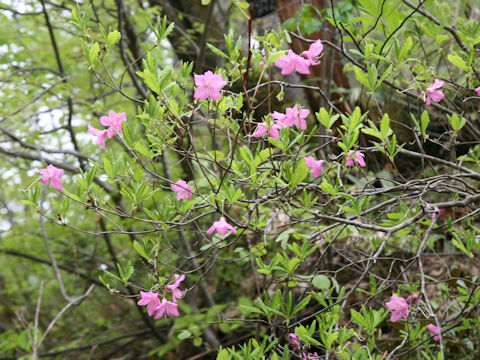 Rhododendron albrechtii