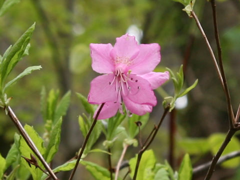 Rhododendron albrechtii