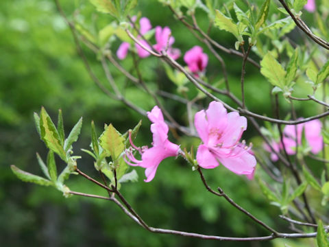 Rhododendron albrechtii