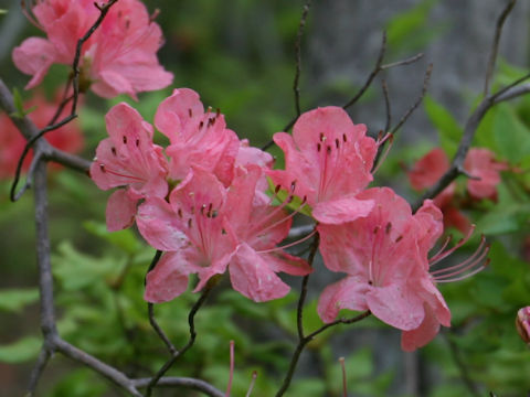 Rhododendron kaempferi var. kaempferi f. purpuriflorum