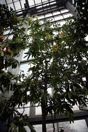 Saraca asoca