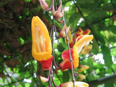 Thunbergia mysorensis