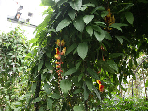Thunbergia mysorensis