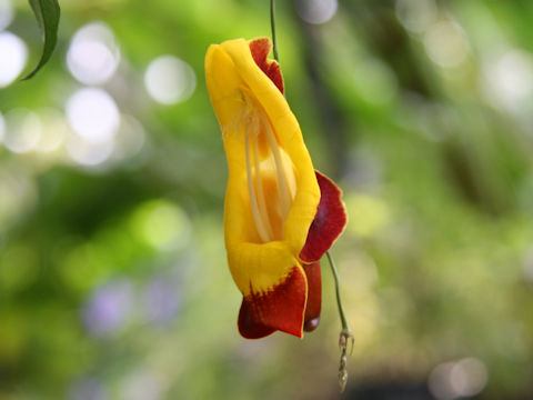 Thunbergia mysorensis