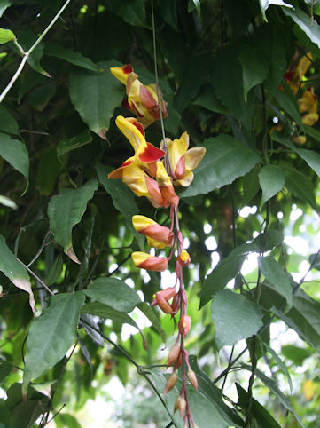Thunbergia mysorensis