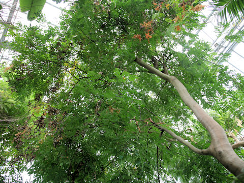 Adenanthera pavonina