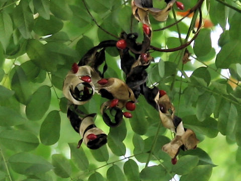 Adenanthera pavonina