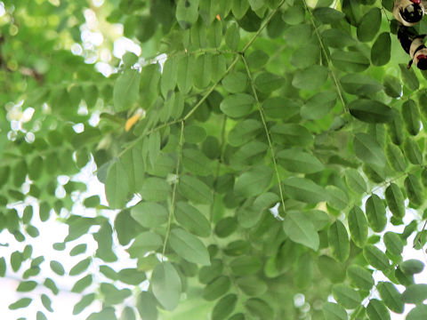 Adenanthera pavonina