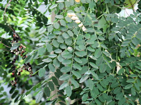 Adenanthera pavonina