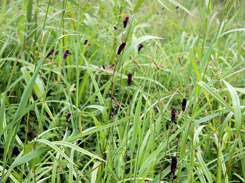 Sanguisorba tenuifolia var. purpurea