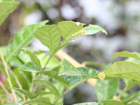 Psychotria manillensis