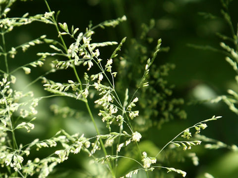 Poa pratensis