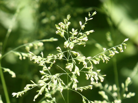 Poa pratensis