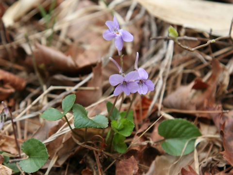 Viola rostrata var. japonica