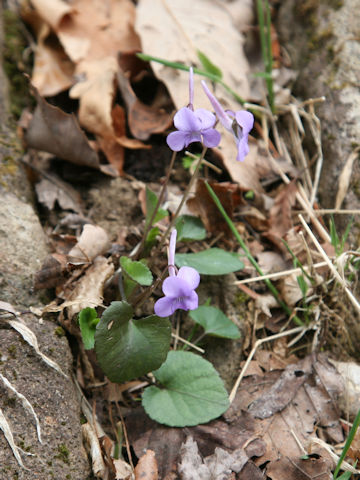 Viola rostrata var. japonica