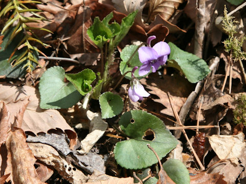 Viola rostrata var. japonica