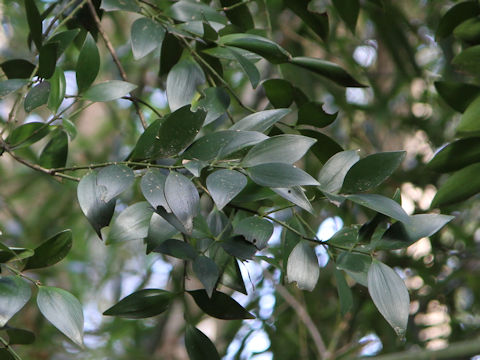 Podocarpus nagi