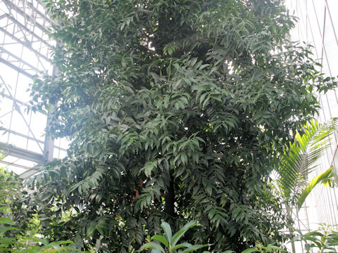 Podocarpus nagi
