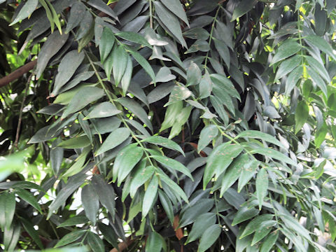 Podocarpus nagi