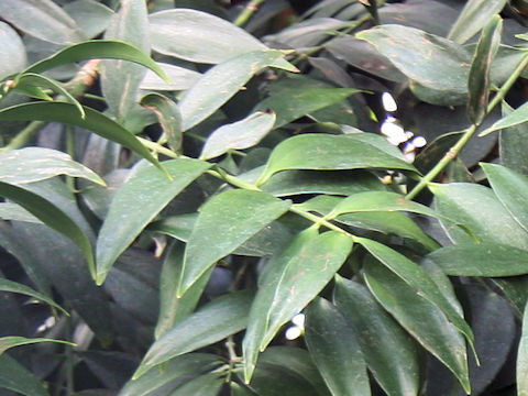 Podocarpus nagi