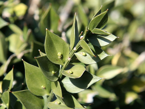 Ruscus aculeatus