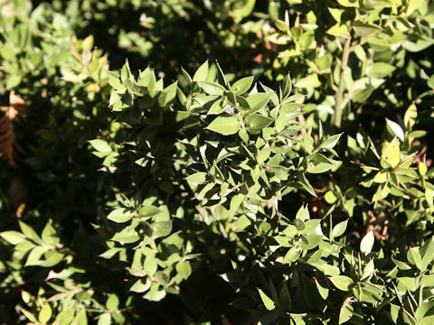 Ruscus aculeatus