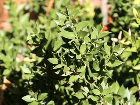 Ruscus aculeatus