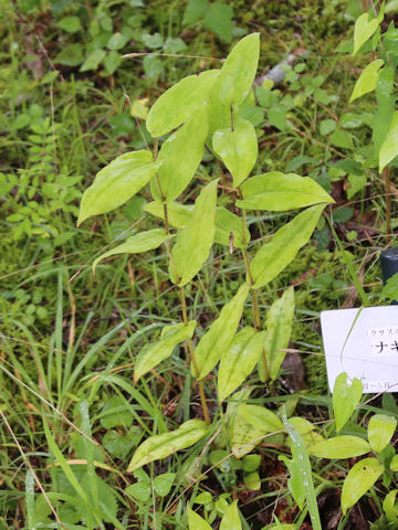 Ruscus aculeatus