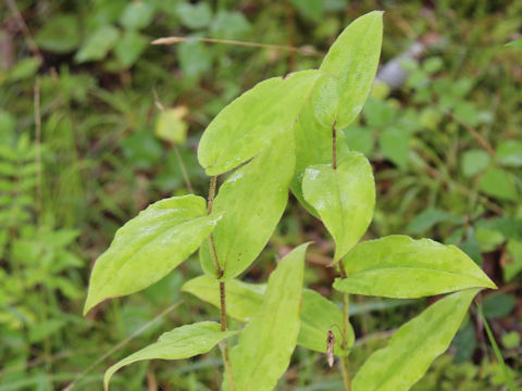 Ruscus aculeatus